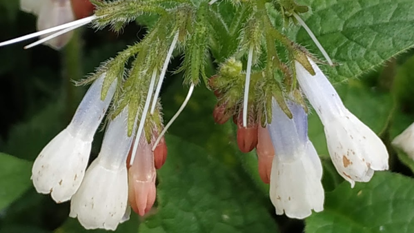 Dynamic Accumulator Plant List