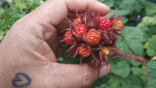 Month-by-Month Yield from a Back Garden Forest Garden